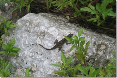 These little guys were everywhere