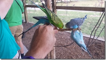 Budgie feeding